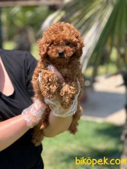 Red Brown Toy Poodle Yavruları İstanbul