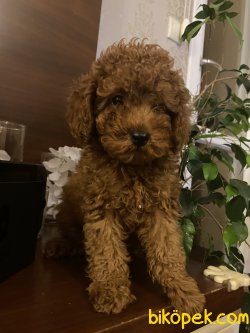 RED BROWN TOY POODLE YAVRULARIMIZ 2