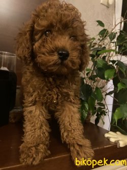 RED BROWN TOY POODLE YAVRULARIMIZ 3