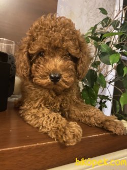 RED BROWN TOY POODLE YAVRULARIMIZ 3
