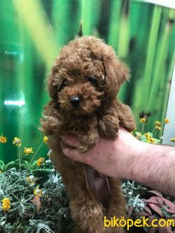 RED BROWN TOY POODLE YAVRULARIMIZ 1