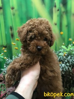 RED BROWN TOY POODLE YAVRULARIMIZ 2