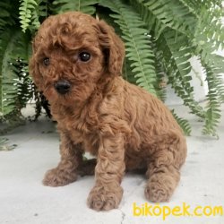 RED BROWN TOY POODLE YAVRULARIMIZ 3