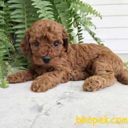 RED BROWN TOY POODLE YAVRULARIMIZ 2
