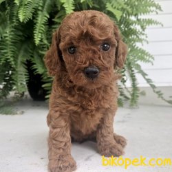 RED BROWN TOY POODLE YAVRULARIMIZ 1