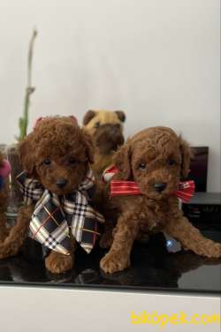 RED BROWN TOY POODLE YAVRULARIMIZ 1