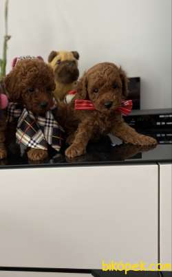 RED BROWN TOY POODLE YAVRULARIMIZ 3