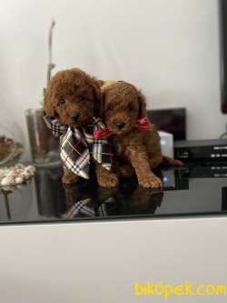 RED BROWN TOY POODLE YAVRULARIMIZ 2