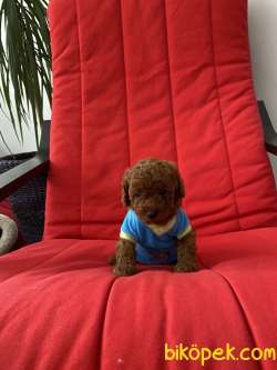 Red Brown Toy Poodle Eğitimli 2