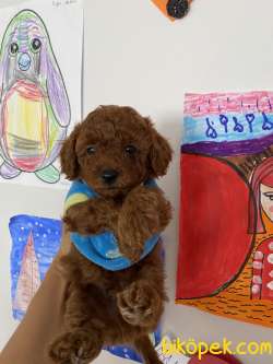 Red Brown Toy Poodle Eğitimli
