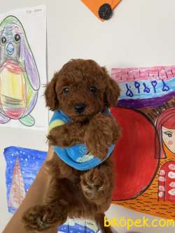 Red Brown Toy Poodle Eğitimli 3