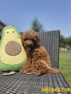 Red Brown Toy Poodle Yavrularimiz 1