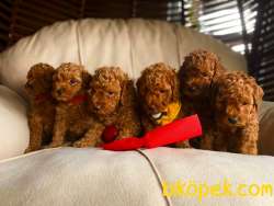 Red Brown Toy Poodle Yavrularimiz 2