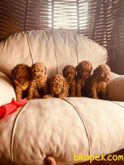 Red Brown Toy Poodle Yavrularimiz 3