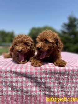 Red Brown Toy Poodle Yavrularimiz 2