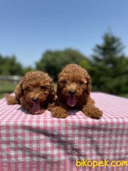 Red Brown Toy Poodle Yavrularimiz 3