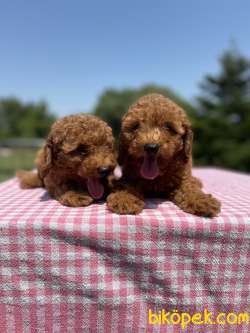 Red Brown Toy Poodle Yavrularimiz 1