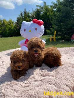 Red Brown Toy Poodle Yavrularimiz 1