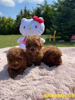 Red Brown Toy Poodle Yavrularimiz 2