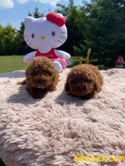 Red Brown Toy Poodle Yavrularimiz 3