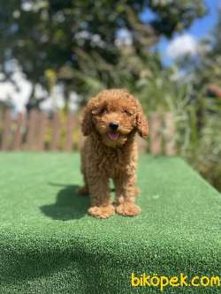 Red Brown Toy Poodle Yavrularimiz 2
