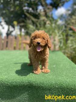 Red Brown Toy Poodle Yavrularimiz 3