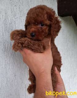 Red Brown Toy Poodle Yavrularimiz 2