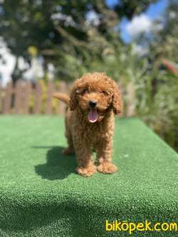 Red Brown Toy Poodle Yavrularimiz 2