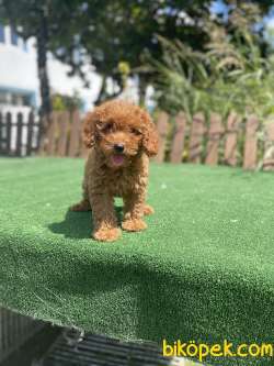 Red Brown Toy Poodle Yavrularimiz 1