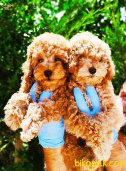 RED BROWN TOY POODLE YAVRULARIMIZ 1