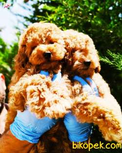RED BROWN TOY POODLE YAVRULARIMIZ 2