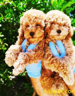 RED BROWN TOY POODLE YAVRULARIMIZ 3