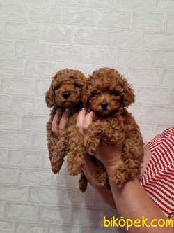 Red Brown Toy Poodle Yavrularimiz 3