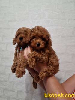 Red Brown Toy Poodle Yavrularimiz 1