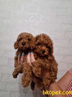 Red Brown Toy Poodle Yavrularimiz 2