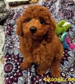 Red Brown Toy Poodle Yavrularimiz 2