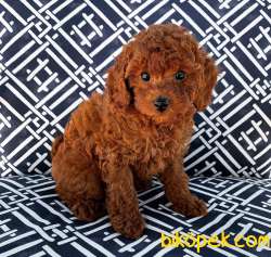 Red Brown Toy Poodle Yavrularimiz 4