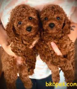Red Brown Toy Poodle Yavrularimiz 1