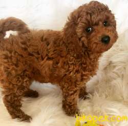 Red Brown Toy Poodle Yavrularimiz 3