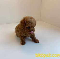 Red Brown Toy Poodle Yavrularimiz 2