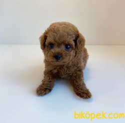 Red Brown Toy Poodle Yavrularimiz 3