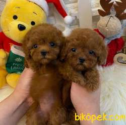 Red Brown Toy Poodle Yavrularimiz 1
