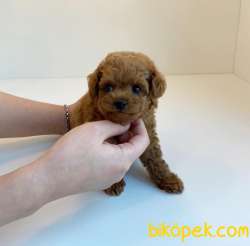 Red Brown Toy Poodle Yavrularimiz 4