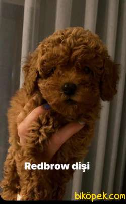 Red Brown Toy Poodle Yavrularımız 10 2
