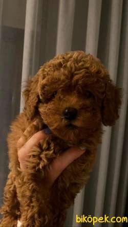 Red Brown Toy Poodle Yavrularımız 10 4