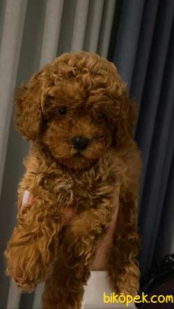 Red Brown Toy Poodle Yavrularımız 10 3