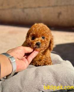 RED BROWN TOY POODLE YAVRULARIMIZ 3