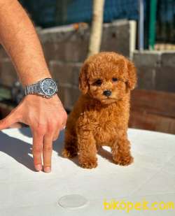 RED BROWN TOY POODLE YAVRULARIMIZ