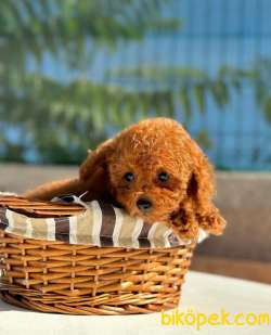 RED BROWN TOY POODLE YAVRULARIMIZ 2