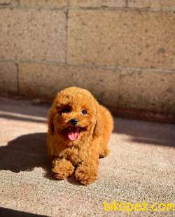 RED BROWN TOY POODLE YAVRULARIMIZ 1